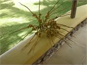 116Caribbean_beeching&relaxing