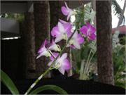 119Caribbean_beeching&relaxing